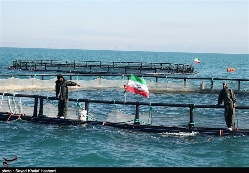 نخستین قفس پرورش ماهی پایه کششی در آب‌های خلیج فارس راه اندازی شد