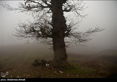  اطراف روستای غریب محله ، بهشهر تک درختان همراه با مه زمستانی