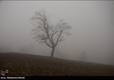  اطراف روستای غریب محله ، بهشهر تک درختان همراه با مه زمستانی