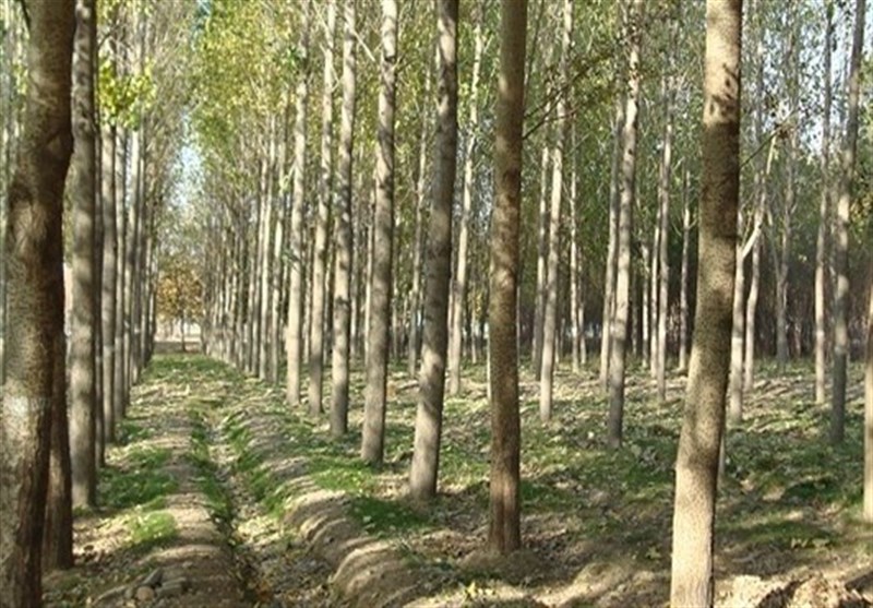 1000 هکتار اراضی مستعد زارعت چوب با آب‌های نامتعارف در استان بوشهر شناسایی شد