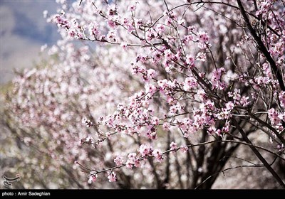 باز شدن شکوفه های بهاری در فصل زمستان در باغات مهارلو فارس