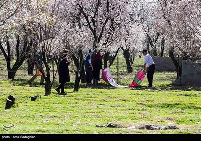 باز شدن شکوفه های بهاری در فصل زمستان در باغات مهارلو فارس