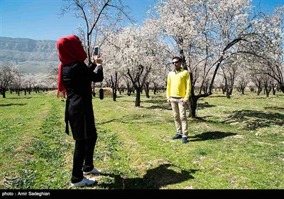 باز شدن شکوفه های بهاری در فصل زمستان در باغات مهارلو فارس