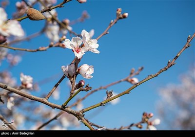 باز شدن شکوفه های بهاری در فصل زمستان در باغات مهارلو فارس