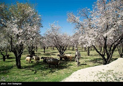 باز شدن شکوفه های بهاری در فصل زمستان در باغات مهارلو فارس