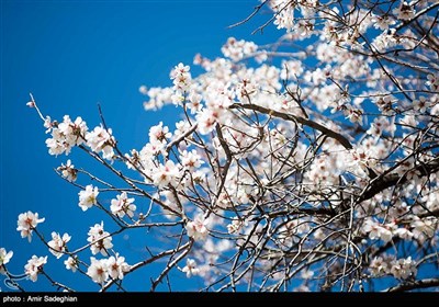 باز شدن شکوفه های بهاری در فصل زمستان در باغات مهارلو فارس