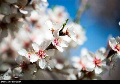 باز شدن شکوفه های بهاری در فصل زمستان در باغات مهارلو فارس