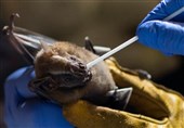 126 Species Identified with Ability to Host Coronavirus