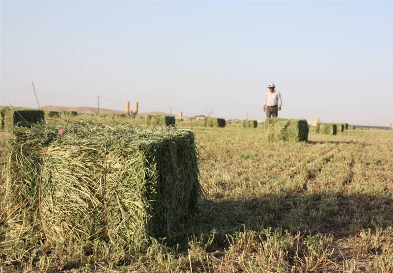 هفت رقم زراعی جدید در کشور رونمایی شد