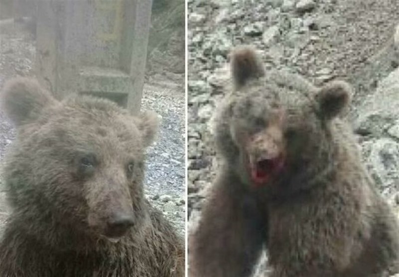 جزئیاتی از مرگ خرس زخمی مازندران در پارک پردیسان تهران + تصویر