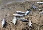 معمای مرگ گربه‌ ماهیان در سواحل جاسک پیچیده‌تر شد؛ مشاهده مجدد لاشه ماهیان در ساحل شهرستان