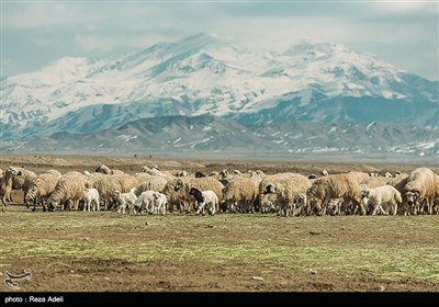 دامداری در آذربایجان شرقی