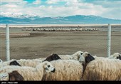دامهای مولد زیر ساطور قربانی/ چوب حراج به سرمایه دامداران بیرجندی