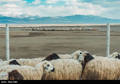 دامداری در آذربایجان شرقی