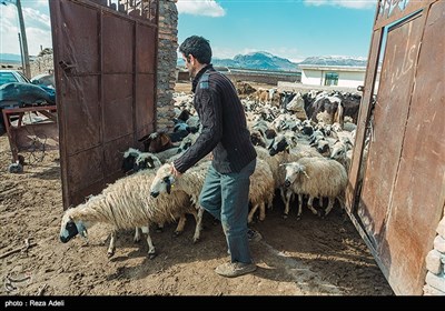 دامداری در آذربایجان شرقی