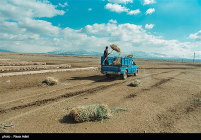 دامداری در آذربایجان شرقی