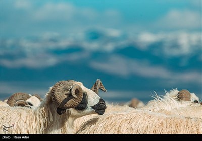 دامداری در آذربایجان شرقی