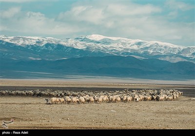 دامداری در آذربایجان شرقی