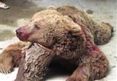 صدور دستور قضایی برای پیگیری علت تلف شدن گونه‌های وحشی در شاهرود