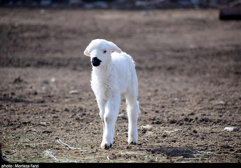 دولت گوساله و گوسفند زنده را کیلویی 59 تا 62 هزار تومان می‌خرد