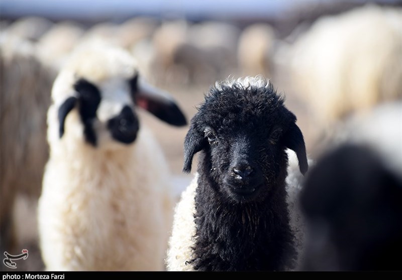 صادرات گوسفند به کشورهای همسایه در دستور کار وزارت جهاد کشاورزی قرار گرفت