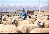 پروژه زنجیر تولید گوسفند داشتی پربازده با حضور وزیر جهاد کشاورزی افتتاح شد