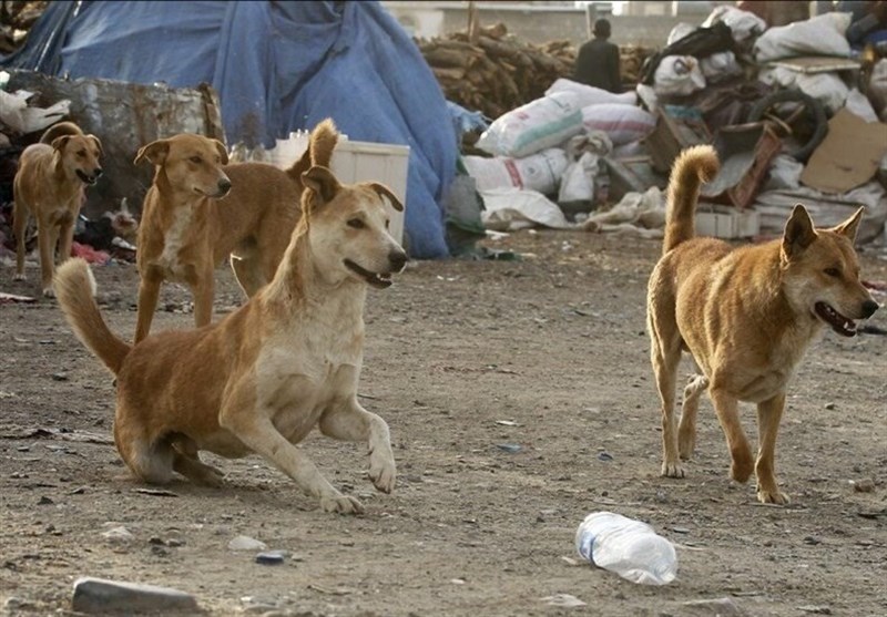 مردم کرمان تا کی نگران حمله سگ‌های ولگرد باشند؟
