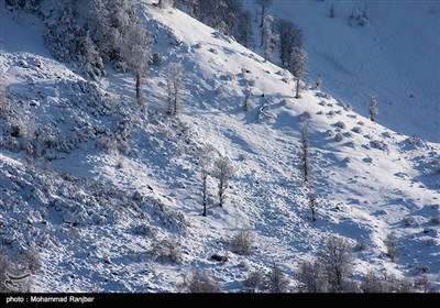 طبیعت برفی مسیر سیاهکل به دیلمان