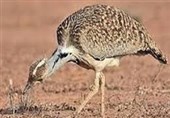 استان سمنان زیستگاه گونه‌های نادر پرندگان؛ وقتی خطر انقراض حیات‌وحش در قلب ایران را تهدید می‌کند
