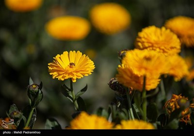 برداشت گل در روستای شبیشه شهرستان حمیدیه