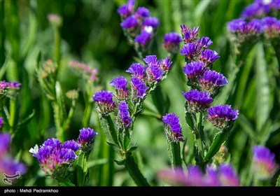 برداشت گل در روستای شبیشه شهرستان حمیدیه