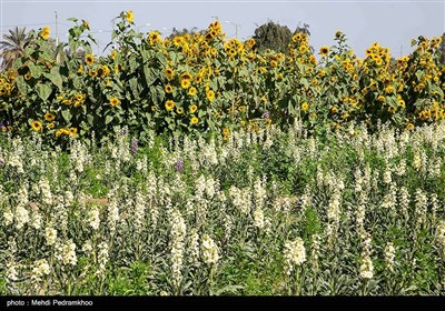 برداشت گل در روستای شبیشه شهرستان حمیدیه