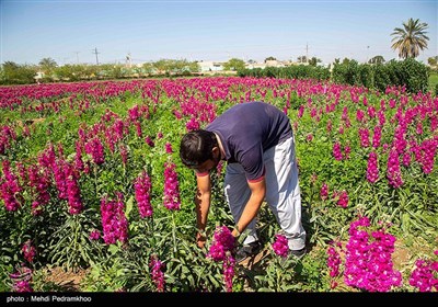 برداشت گل در روستای شبیشه شهرستان حمیدیه