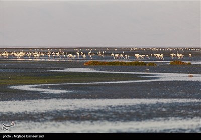 بمناسبت 15 اسفند روز ملی دریاچه ارومیه