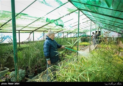 تعدادی از مددجویان در گلخانه واقع درسرای احسان فعالیت می‌کنند