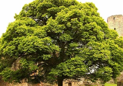 کاشت درختان به روش «روت بال»  در بزرگراه شهید یاسینی 