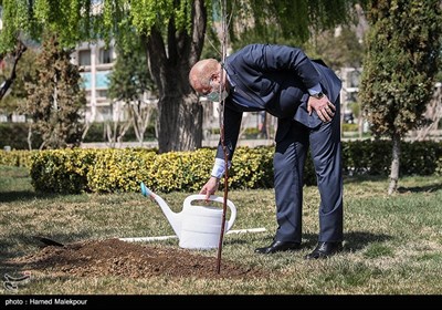 کاشت یک اصله نهال میوه توسط محمدباقر قالیباف رئیس مجلس شورای اسلامی