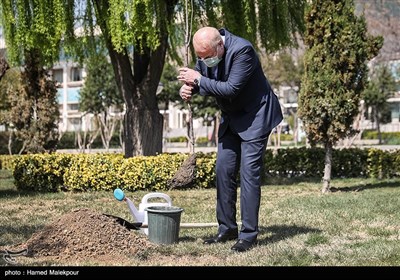 کاشت یک اصله نهال میوه توسط محمدباقر قالیباف رئیس مجلس شورای اسلامی