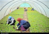 کشاورزی قراردادی محوری‌ترین کار وزارت جهاد کشاورزی است