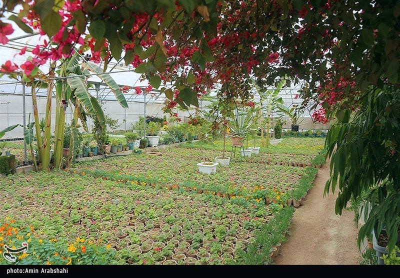 توسعه شهرک‌های گلخانه‌ای استان زنجان برای بالا بردن راندمان تولید محصولات کشاورزی است