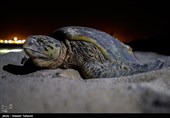 سیراب کردن لاک‌پشت نجات یافته از آتش‌سوزی جنگل‌های مریوان + فیلم