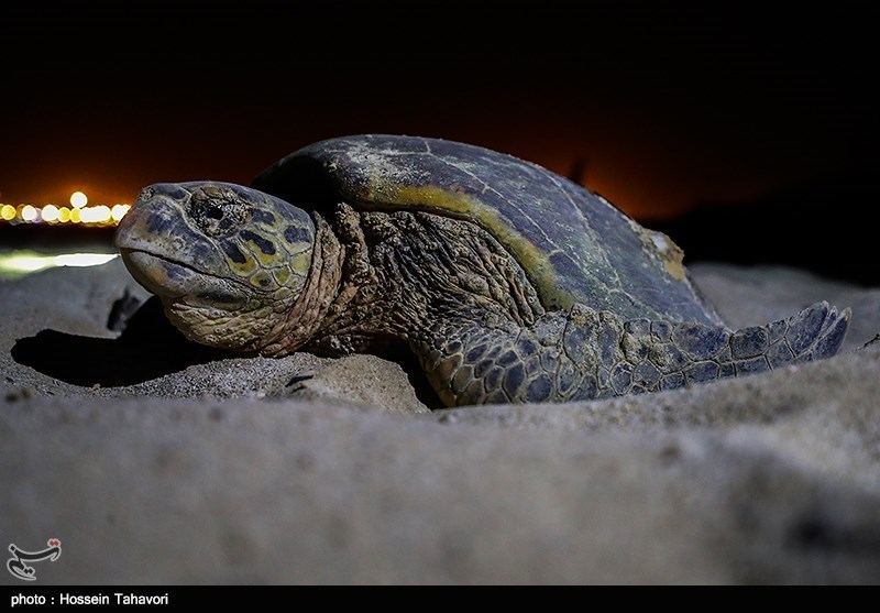 سیراب کردن لاک‌پشت نجات یافته از آتش‌سوزی جنگل‌های مریوان + فیلم