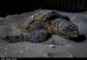 مزاحمت گردشگران برای تخم‌گذاری لاک‌پشت در معرض انقراض! + فیلم