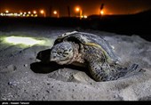 آغاز تخم‌گذاری لاک‌پشت‌های سبز در سواحل سیستان و بلوچستان