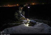 اهالی قشم برای بقای لاکپشتهای پوزه عقابی تلاش می کنند