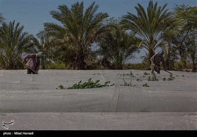 برداشت سبزی و صیفی جات -حمیدیه