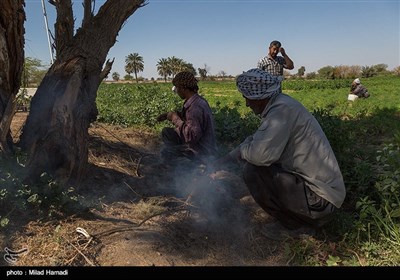 برداشت سبزی و صیفی جات -حمیدیه