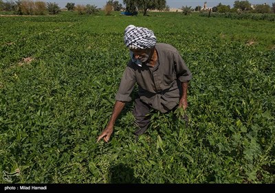 برداشت سبزی و صیفی جات -حمیدیه