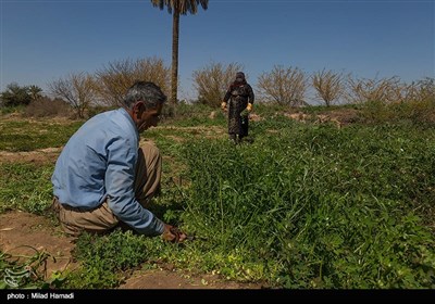 برداشت سبزی و صیفی جات -حمیدیه