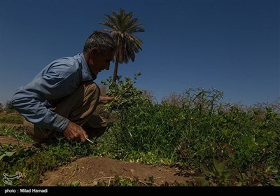 برداشت سبزی و صیفی جات -حمیدیه